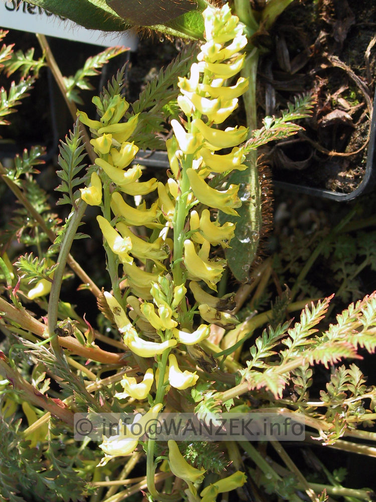 Corydalis cheilanthifolia- Farnblaettriger Lerchensporn.JPG